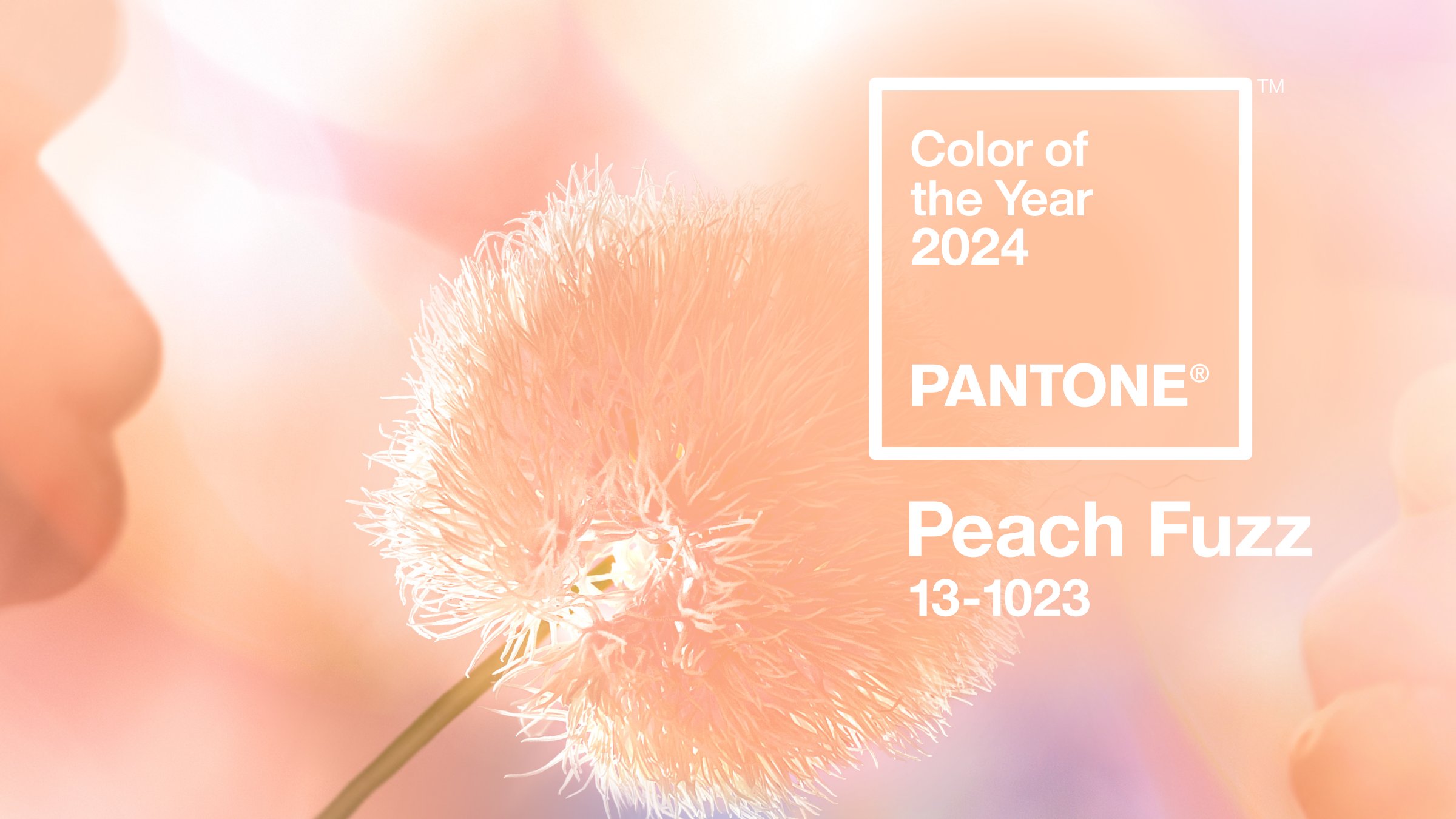 graphical-activity-graphiste-moselle-pantone-color-of-the-year-2024